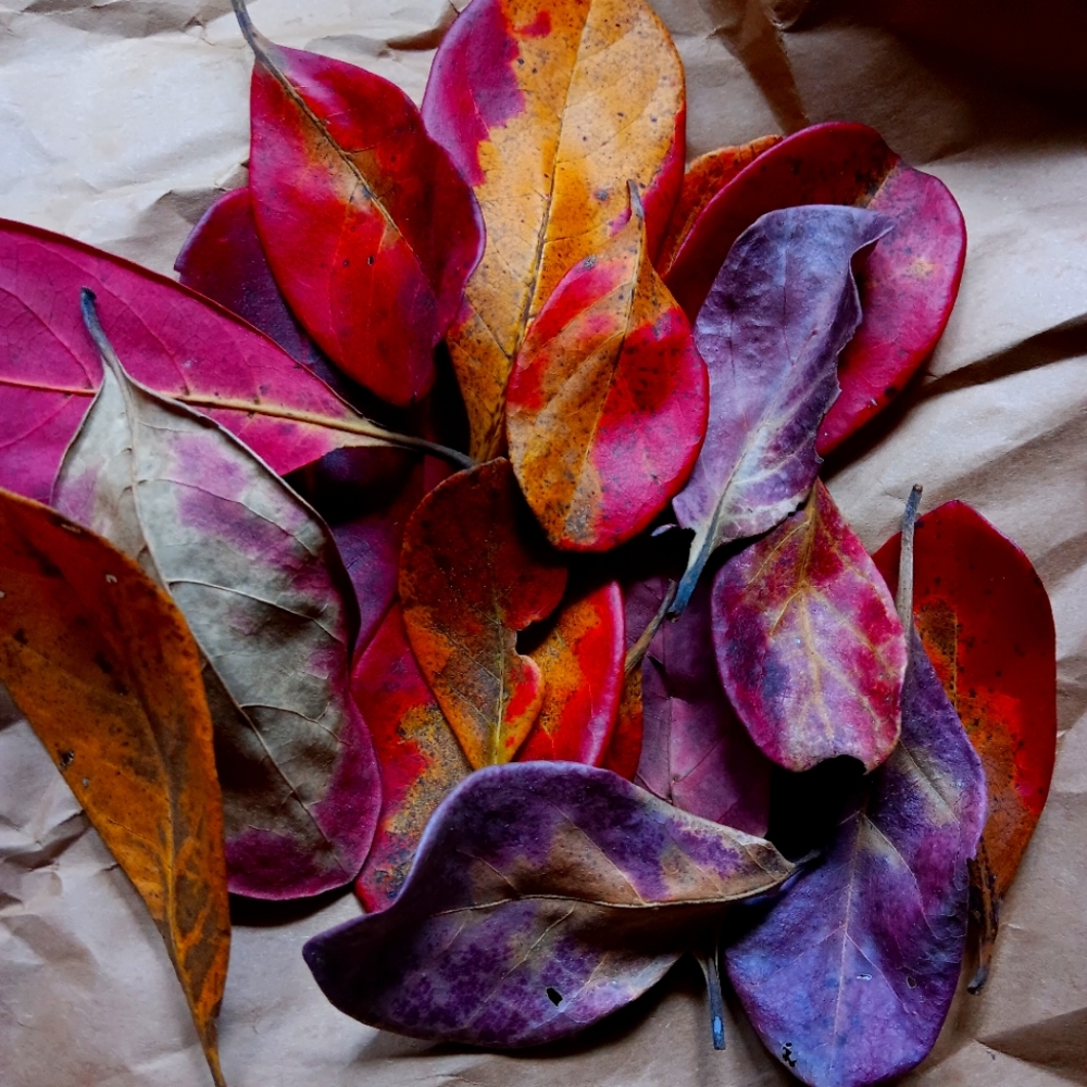Indian Almond Catappa Leaves For Fish Tank - 20 Leaves - Fresh Harvest